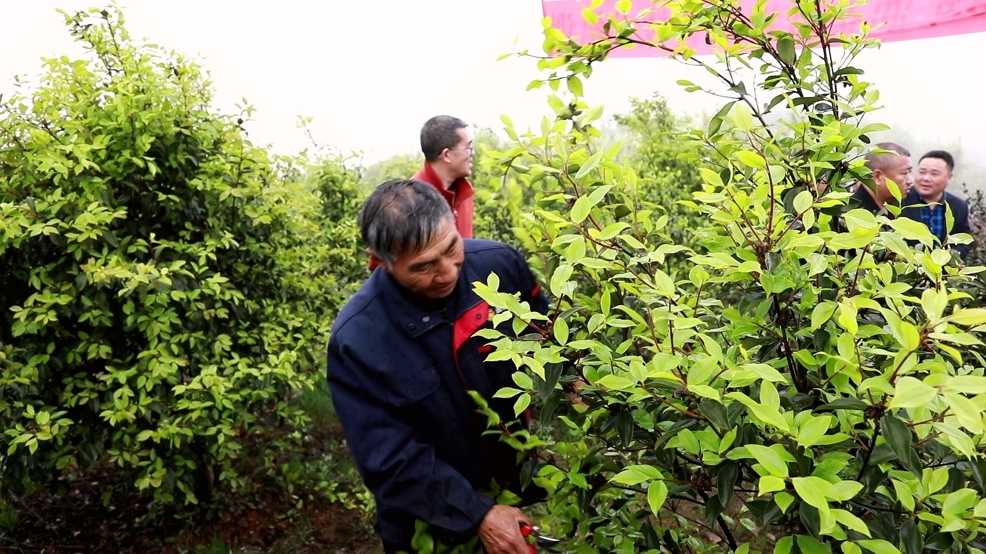 合江：春耕備耕忙,，油茶培訓正當時 第 4 張