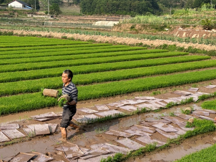 合江縣白鹿鎮(zhèn)：川渝毗鄰促學習，科技興農助振興 第 4 張