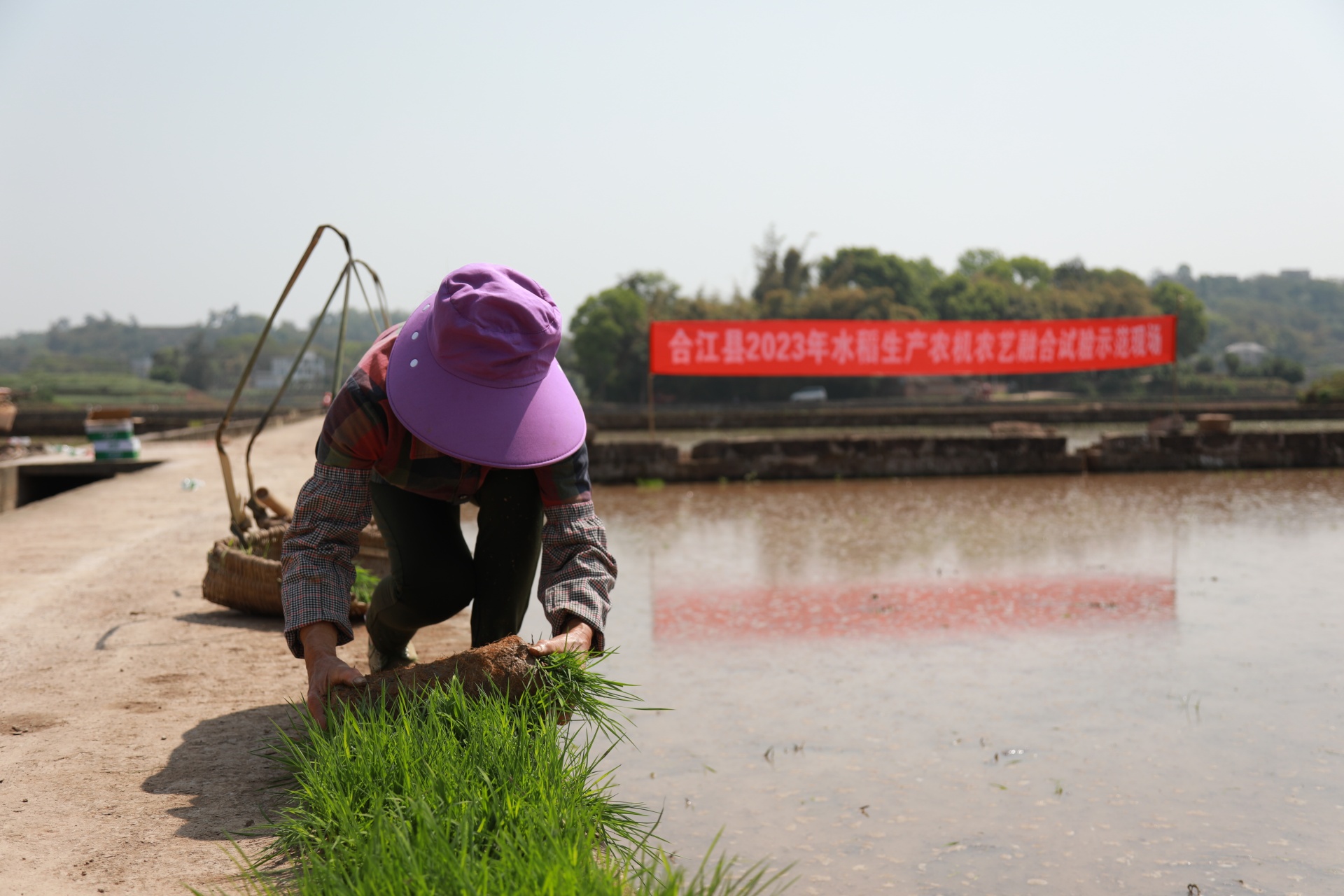 合江：水稻插秧“調(diào)行縮株”,，助力再生稻增產(chǎn)增收 第 4 張