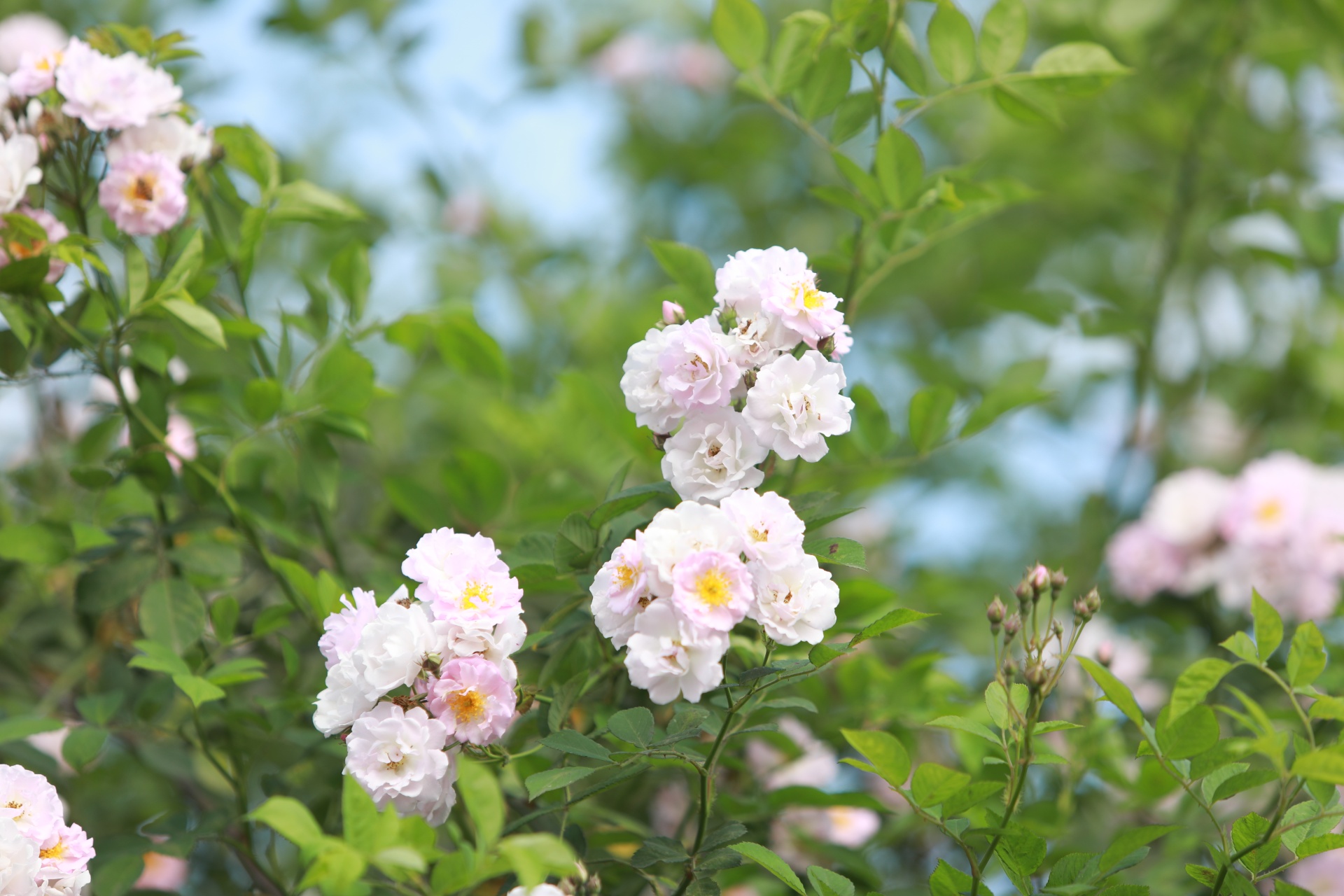 合江：薔薇花開春爛漫 第 5 張