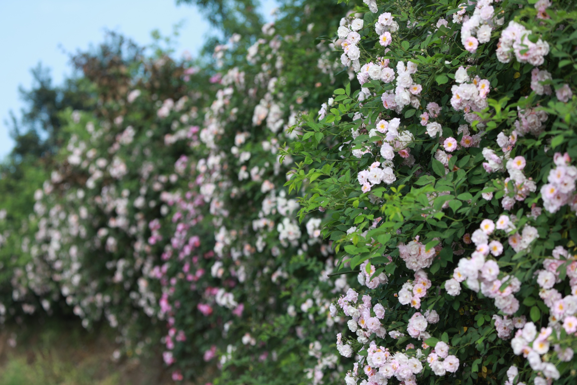 合江：薔薇花開春爛漫 第 6 張