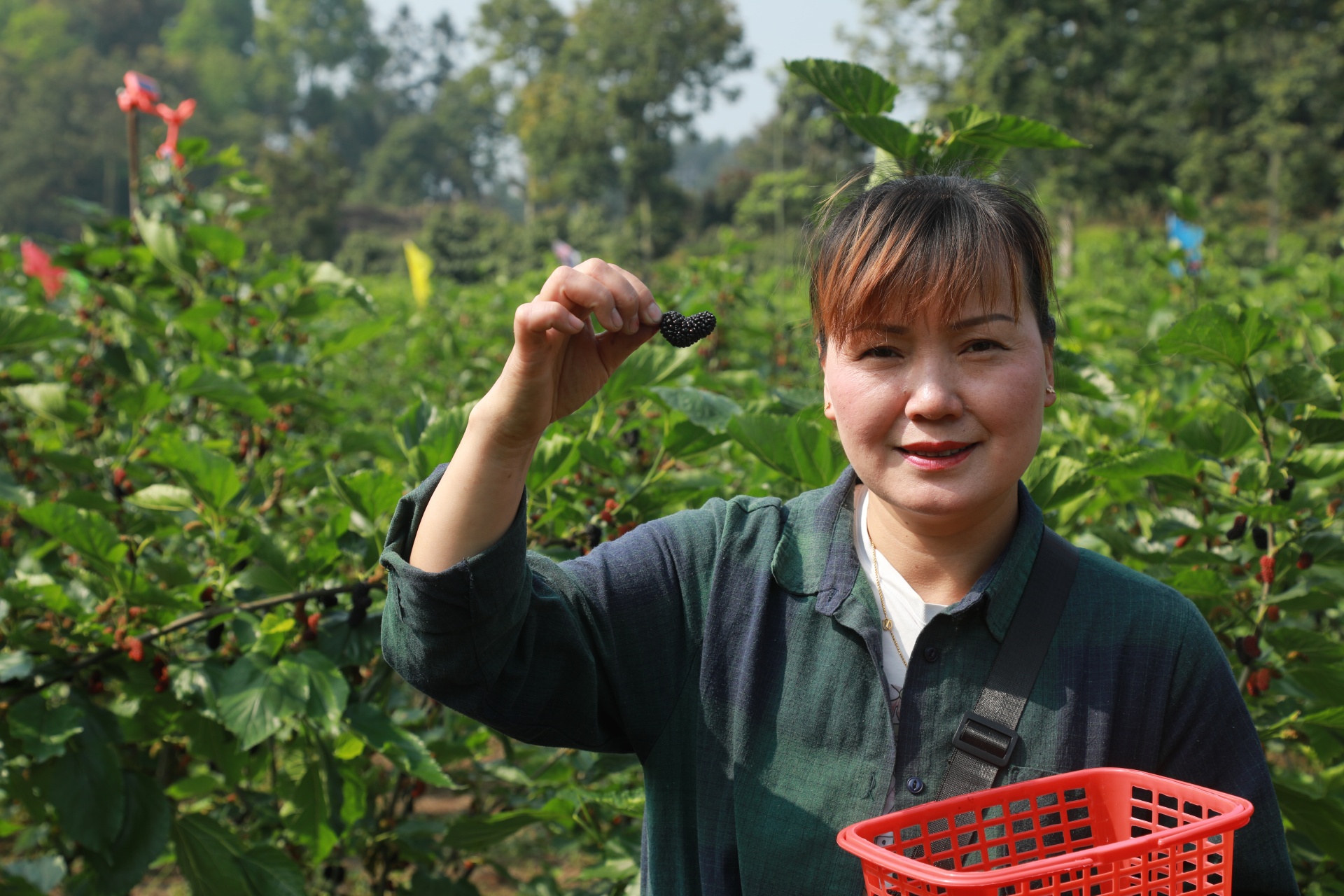 “葚”是美好,，這里的桑葚甜蜜上線了 第 5 張