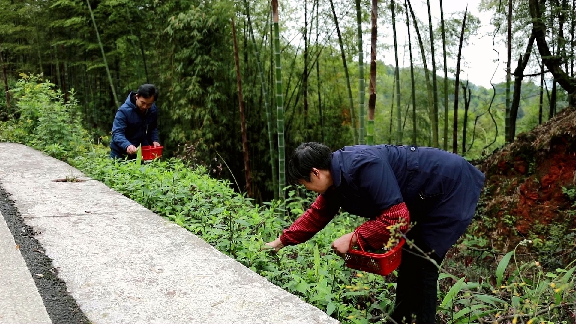 合江縣：小炒柴胡,，春日好滋味 第 2 張