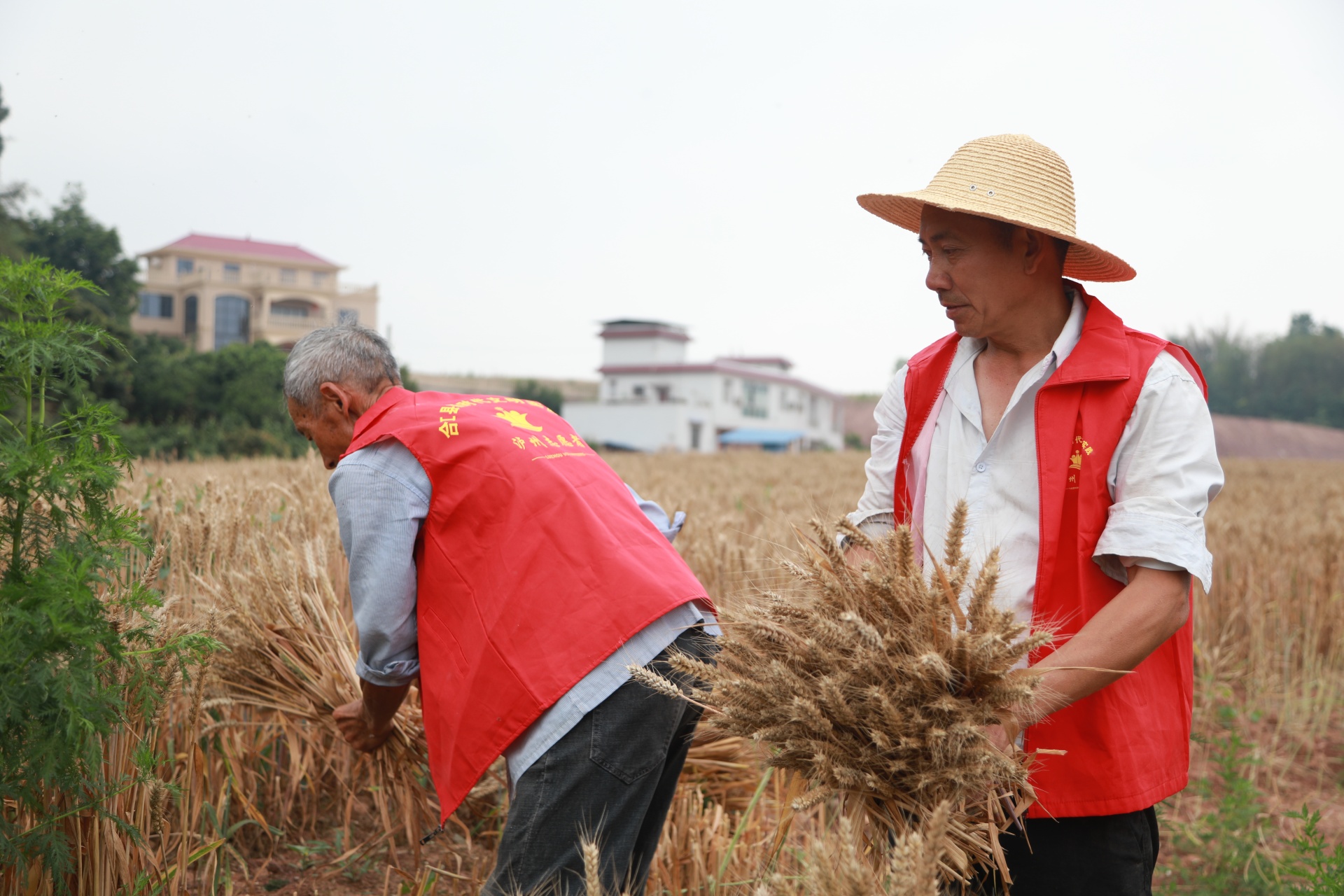 合江縣符陽街道：百畝小麥迎豐收 第 5 張