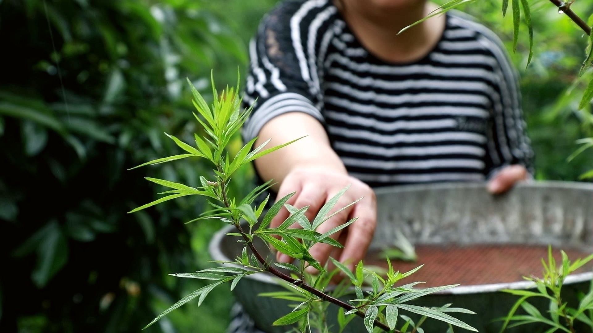 四川合江：端午艾草粑,，軟糯又清香 第 1 張