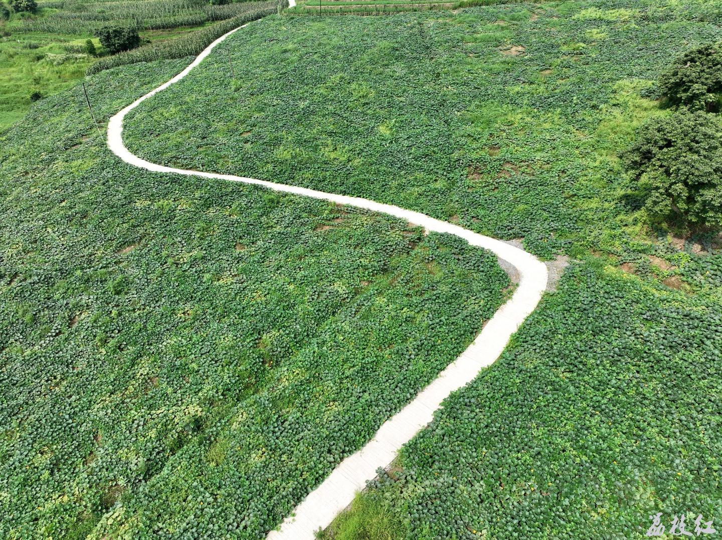 合江縣甘雨鎮(zhèn)：瑞豐村撂荒地變新“豐景” 第 1 張