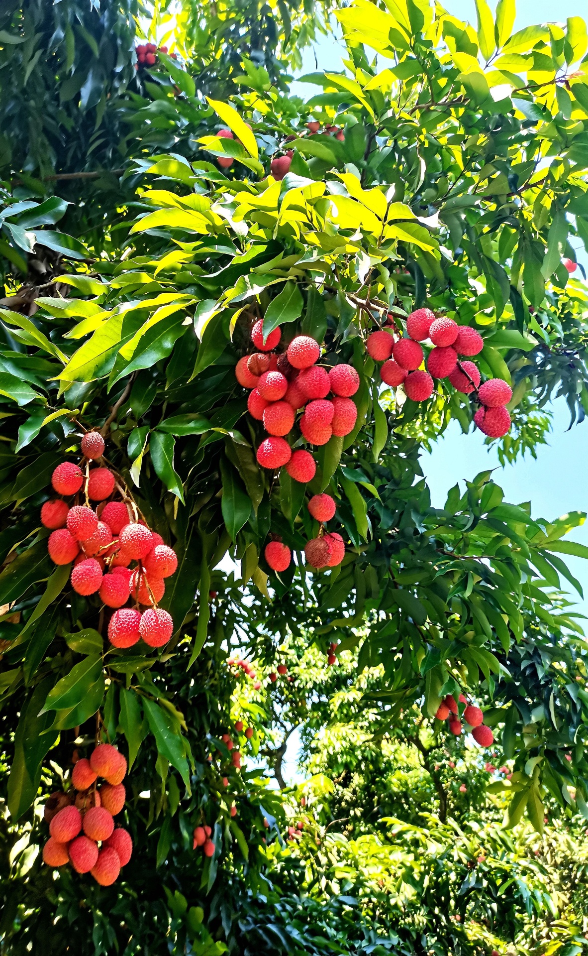 讓世界愛(ài)上合江荔枝 | 第32屆合江縣荔枝生態(tài)旅游節(jié)開(kāi)幕 第 15 張