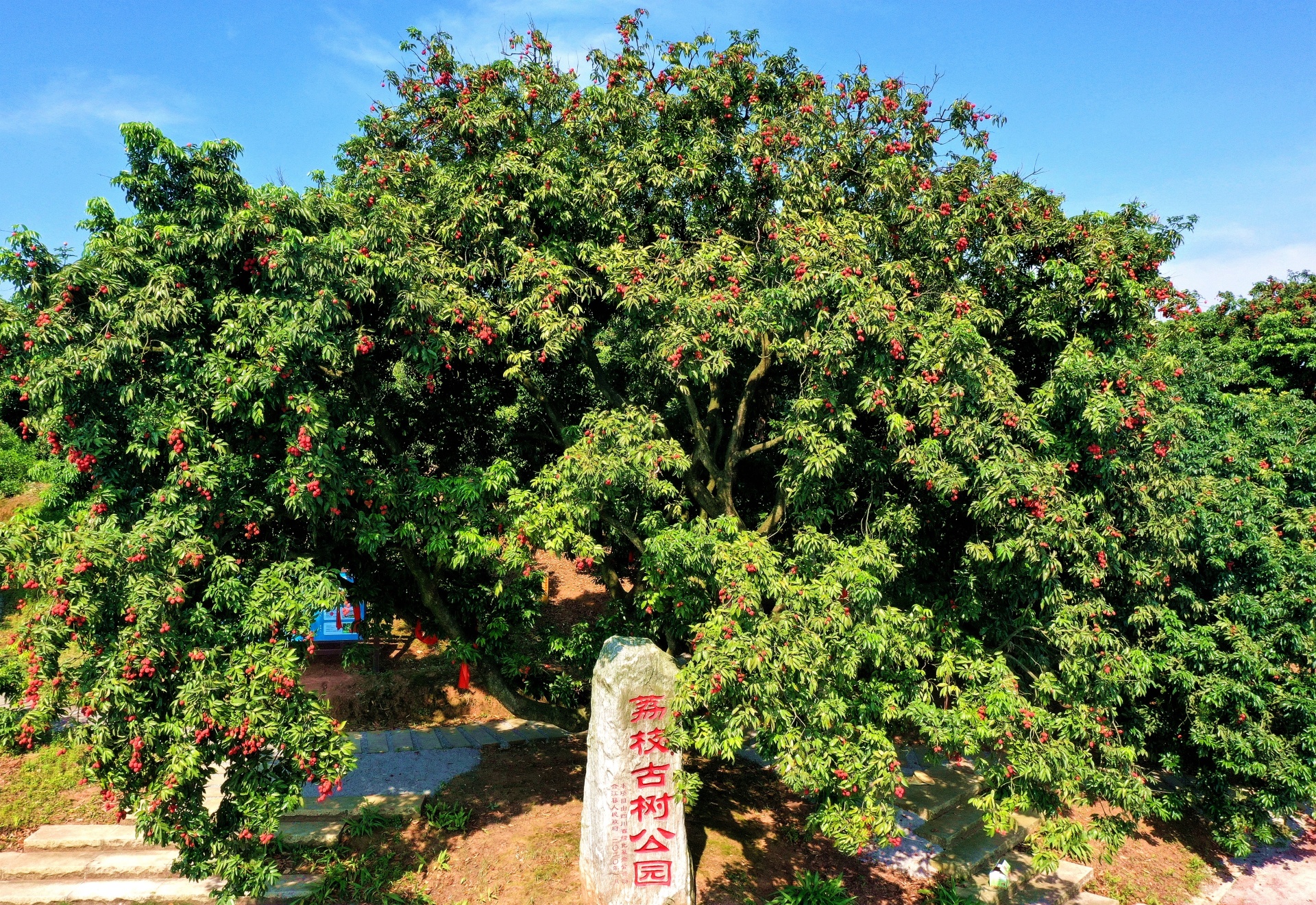 讓世界愛(ài)上合江荔枝 | 第32屆合江縣荔枝生態(tài)旅游節(jié)開(kāi)幕 第 16 張