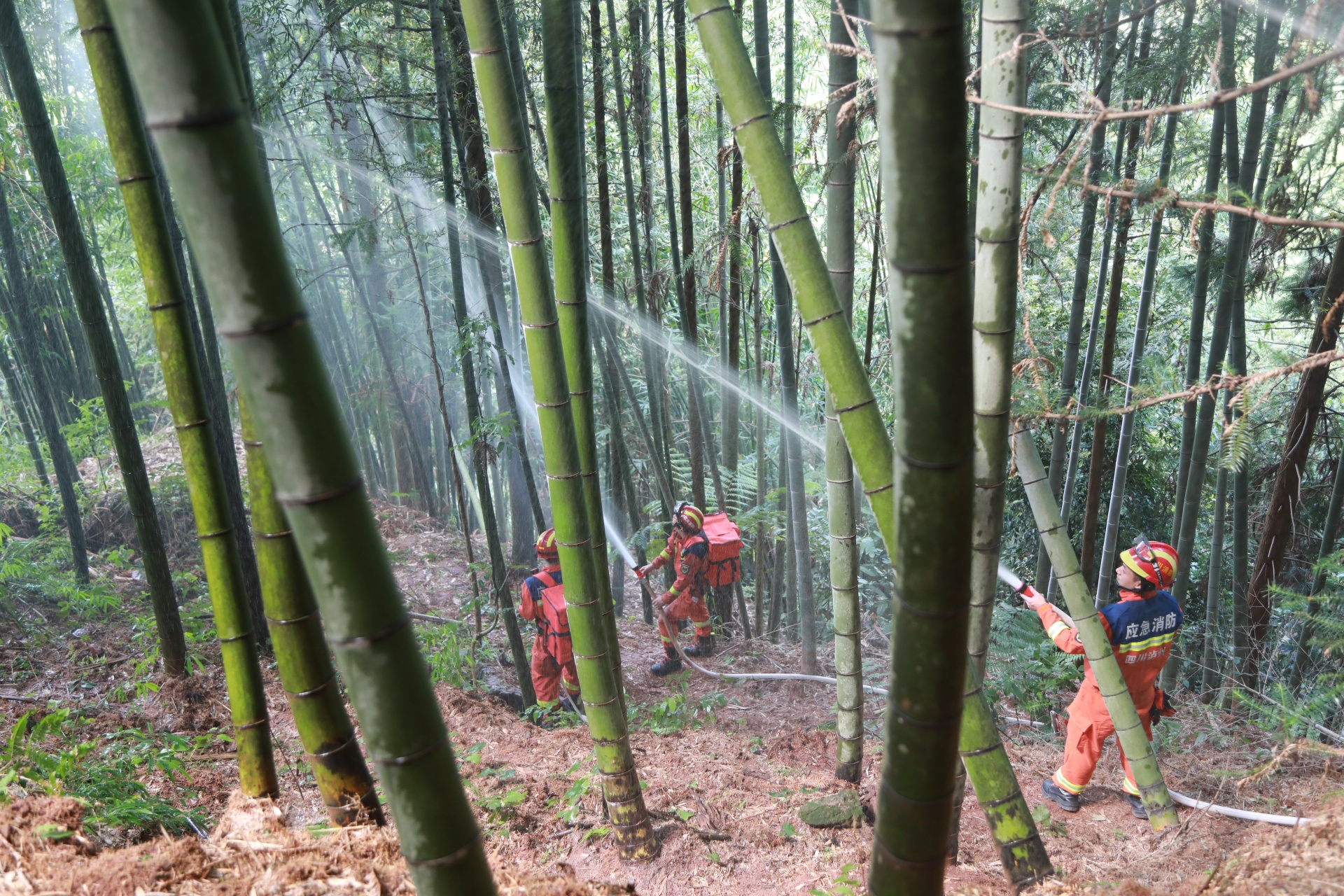 合江縣消防救援大隊(duì)組織開(kāi)展森林火災(zāi)撲救實(shí)戰(zhàn)拉動(dòng)演練 第 3 張