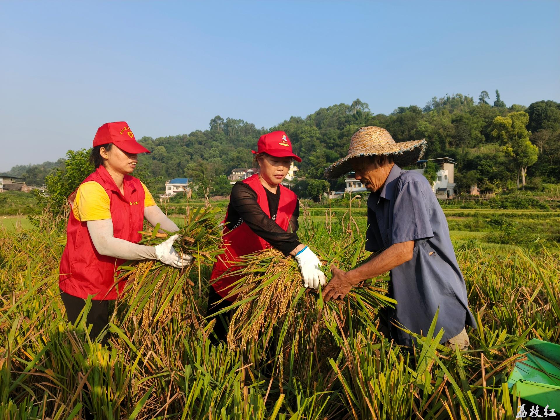 合江縣望龍鎮(zhèn)：守初心 連民心 助秋收 促振興 第 3 張