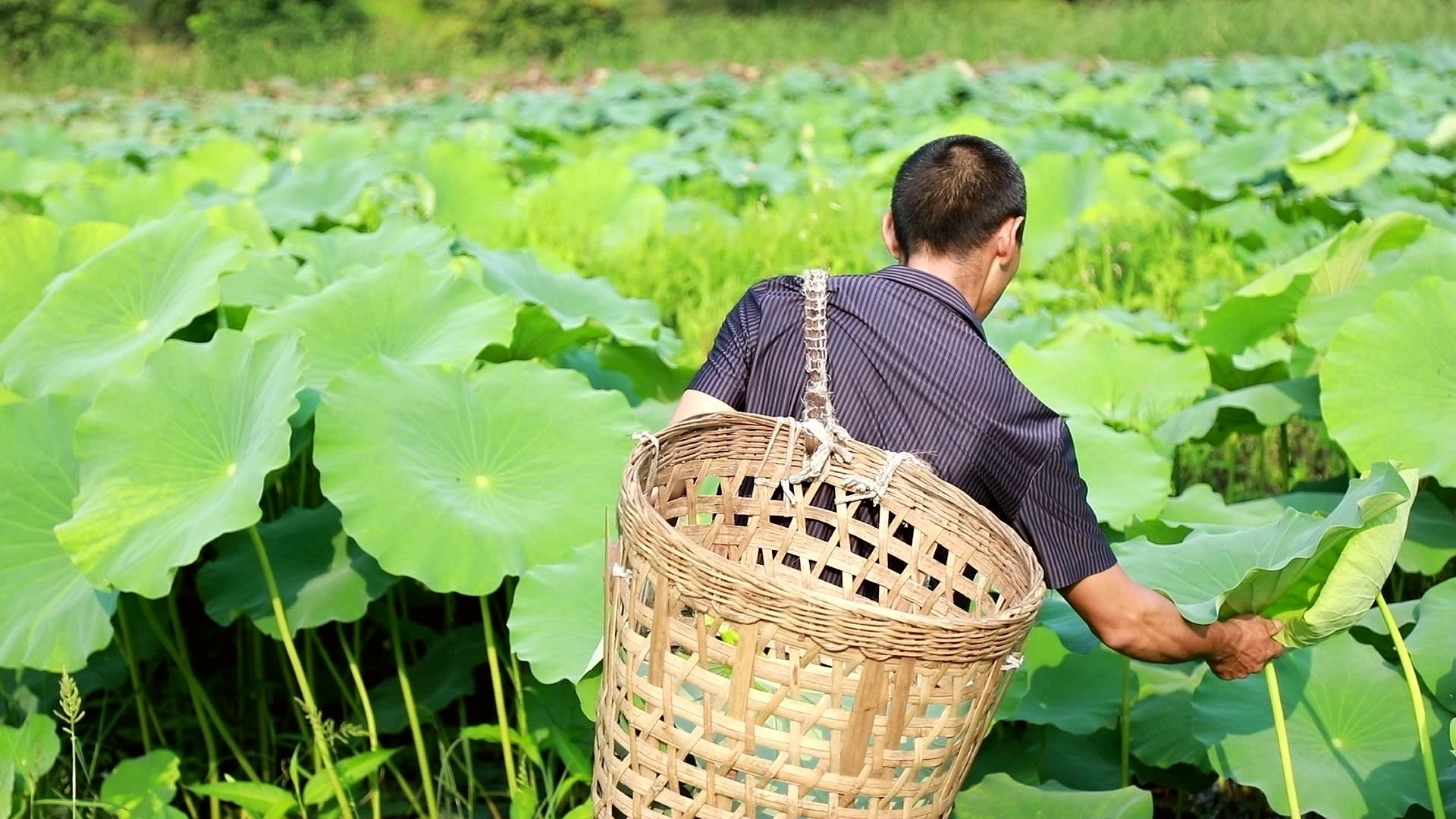 四川合江：消夏解暑,！荷葉入菜鮮香味美,！ 第 1 張