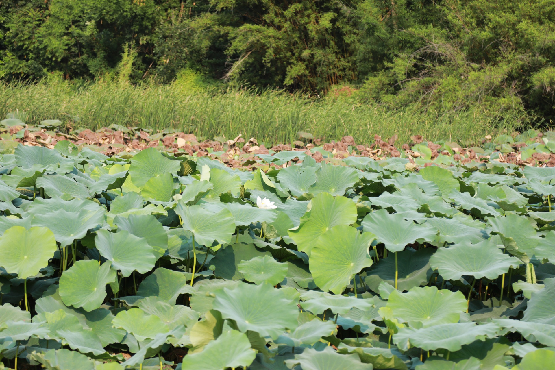 四川合江：消夏解暑,！荷葉入菜鮮香味美,！ 第 2 張