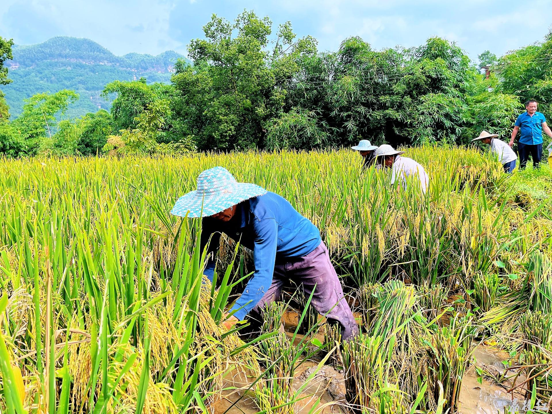 合江縣榕山鎮(zhèn)楠香稻米喜迎豐收,！ 第 1 張