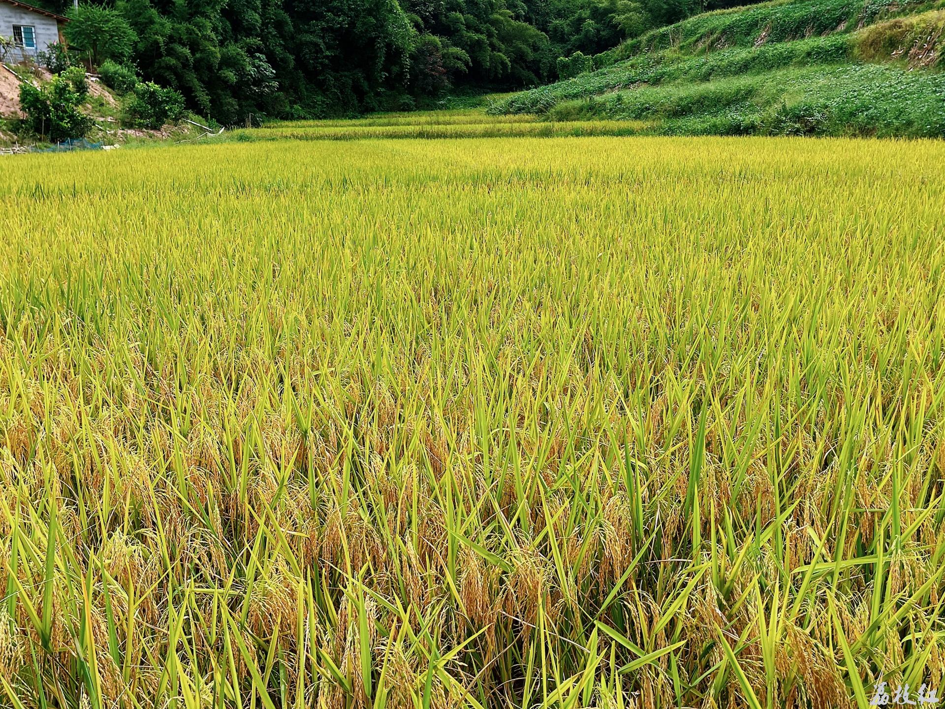 合江縣榕山鎮(zhèn)楠香稻米喜迎豐收,！ 第 3 張